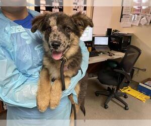 German Shepherd Dog Dogs for adoption in Pasadena, CA, USA