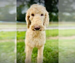 Poodle (Standard)-Unknown Mix Dogs for adoption in Pacolet, SC, USA