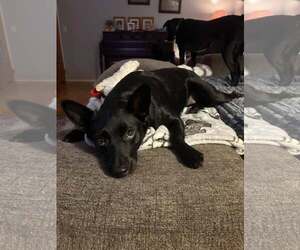 Mutt Dogs for adoption in Woodbury, NY, USA