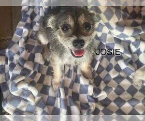 Mutt Dogs for adoption in Morganville, NJ, USA