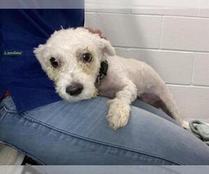 Poodle (Miniature) Dogs for adoption in Tavares, FL, USA