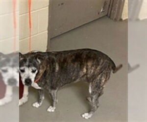 Mutt Dogs for adoption in Sanford, FL, USA