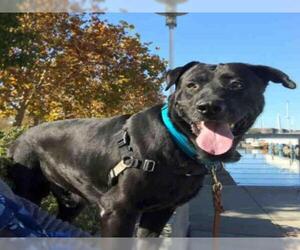 Labrador Retriever Dogs for adoption in Alameda, CA, USA