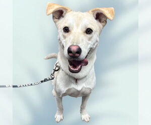 Mutt Dogs for adoption in Rockville, MD, USA