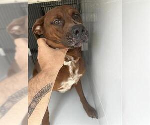 Labrador Retriever-Unknown Mix Dogs for adoption in Houston, TX, USA