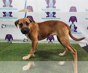 Bullboxer Pit Dogs for adoption in Orlando, FL, USA