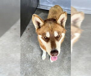 Siberian Husky Dogs for adoption in Downey, CA, USA
