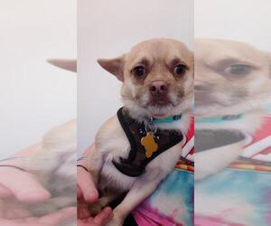 Chug Dogs for adoption in Sandy, UT, USA