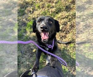 Chihuahua-Unknown Mix Dogs for adoption in Modesto, CA, USA