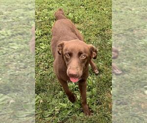 Chesador Dogs for adoption in Batavia, OH, USA
