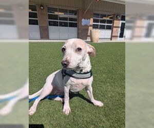 Jack Russell Terrier Dogs for adoption in Salinas, CA, USA