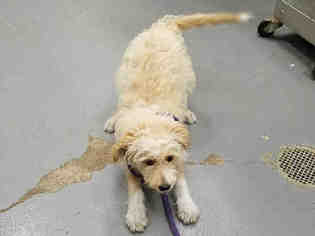 Labradoodle Dogs for adoption in Peoria, IL, USA