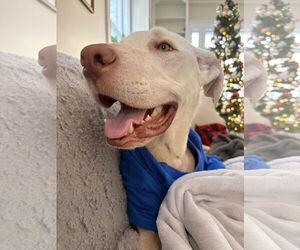 Great Dane Dogs for adoption in Minneapolis, MN, USA