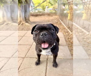 French Bulldog Dogs for adoption in Seal Beach, CA, USA