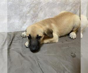 Mutt Dogs for adoption in Modesto, CA, USA
