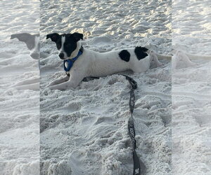 Jack Russell Terrier-Unknown Mix Dogs for adoption in Milton, FL, USA