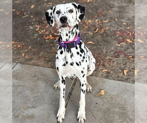 Dalmatian Dogs for adoption in Aurora, CO, USA