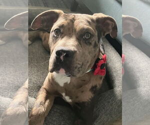 American Pit Bull Terrier-Catahoula Leopard Dog Mix Dogs for adoption in Bellevue, WA, USA