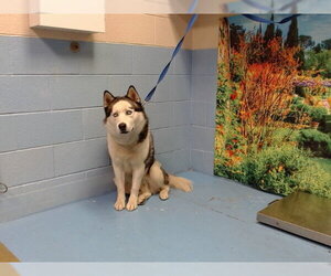 Siberian Husky-Unknown Mix Dogs for adoption in Moreno Valley, CA, USA