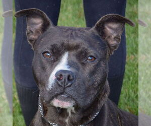 Medium Photo #5 American Bulldog-American Staffordshire Terrier Mix Puppy For Sale in Huntley, IL, USA