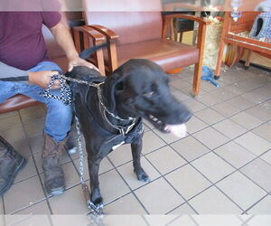 Labrador Retriever Dogs for adoption in Ocala, FL, USA