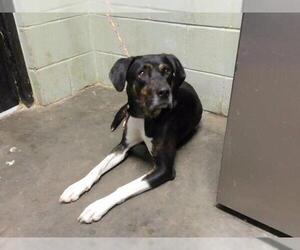 Mutt Dogs for adoption in Tulsa, OK, USA