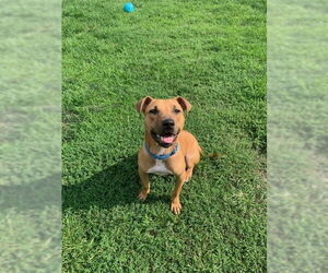 Mutt Dogs for adoption in South Bend, IN, USA