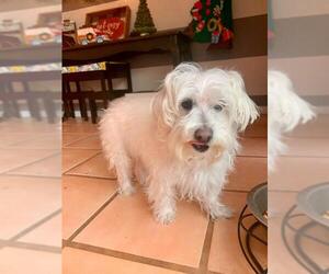 Maltese Dogs for adoption in Santa Clarita, CA, USA