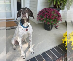 German Shorthaired Pointer Dogs for adoption in Fargo, ND, USA