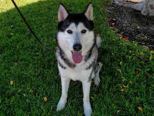 Siberian Husky Dogs for adoption in San Clemente, CA, USA