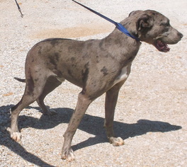 Great Dane Dogs for adoption in Birch Tree, MO, USA