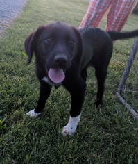 Borador Dogs for adoption in Pottstown, PA, USA