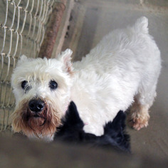 Medium Photo #1 Mutt Puppy For Sale in Waco, TX, USA