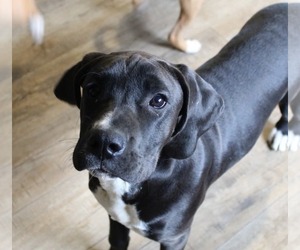 BT Walker Dogs for adoption in Burnsville, MN, USA