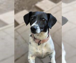 Doxle Dogs for adoption in Santa Maria, CA, USA