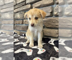 German Shepherd Dog Dogs for adoption in Stockton, CA, USA