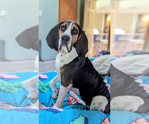 Treeing Walker Coonhound Dogs for adoption in Columbus, IN, USA