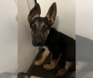 German Shepherd Dog Dogs for adoption in Stockton, CA, USA
