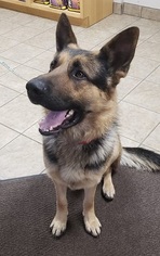 German Shepherd Dog Dogs for adoption in Canon City, CO, USA