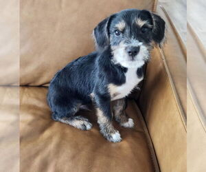 Mutt Dogs for adoption in Omaha, NE, USA