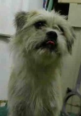 Cairn Terrier Dogs for adoption in Seattle, WA, USA