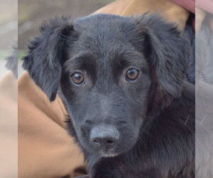 Mutt Dogs for adoption in Huntley, IL, USA