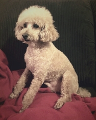 Poodle (Miniature) Dogs for adoption in Fresno, CA, USA