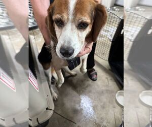 Beagle Dogs for adoption in Calgary, Alberta, Canada