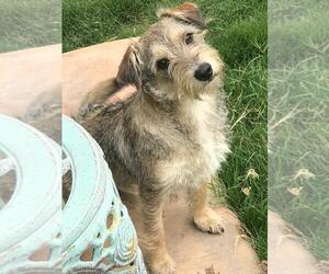 Norfolk Terrier Dogs for adoption in Menifee, CA, USA