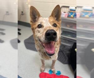 Mutt Dogs for adoption in Boston, MA, USA
