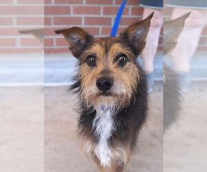 Australian Terrier-Unknown Mix Dogs for adoption in Carrollton, TX, USA
