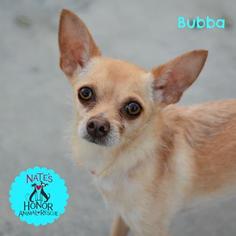 Medium Photo #1 Chihuahua-Unknown Mix Puppy For Sale in Bradenton, FL, USA