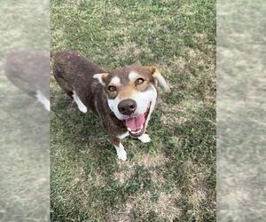 Siberian Husky-Unknown Mix Dogs for adoption in Corpus Christi, TX, USA