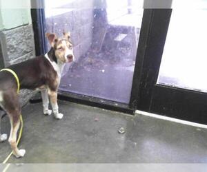 American Pit Bull Terrier-Unknown Mix Dogs for adoption in Tulsa, OK, USA
